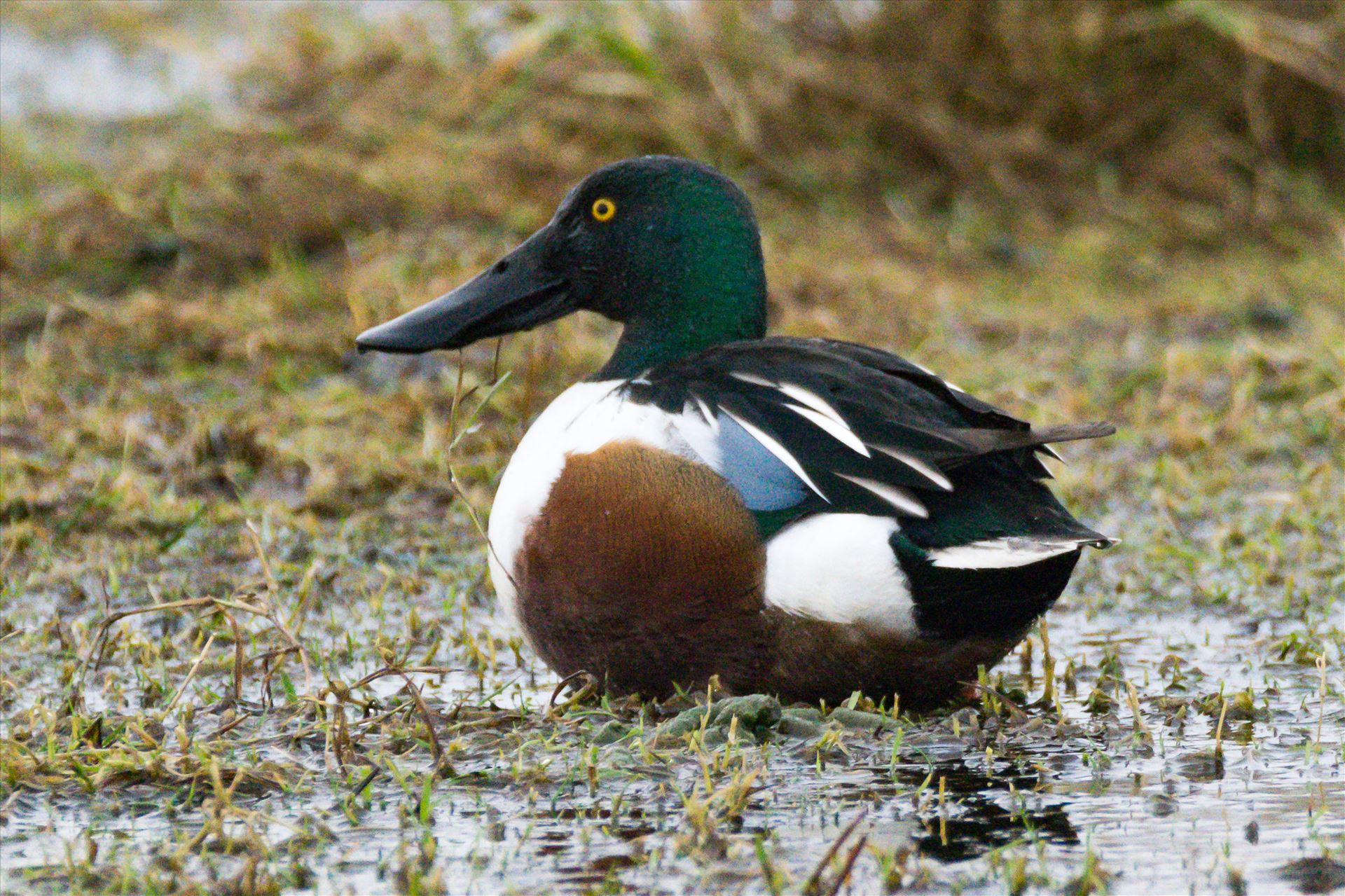 Shoveler taken at North Gare, Seaton - Shoveler taken at North Gare, Seaton by AJ Stoves Photography