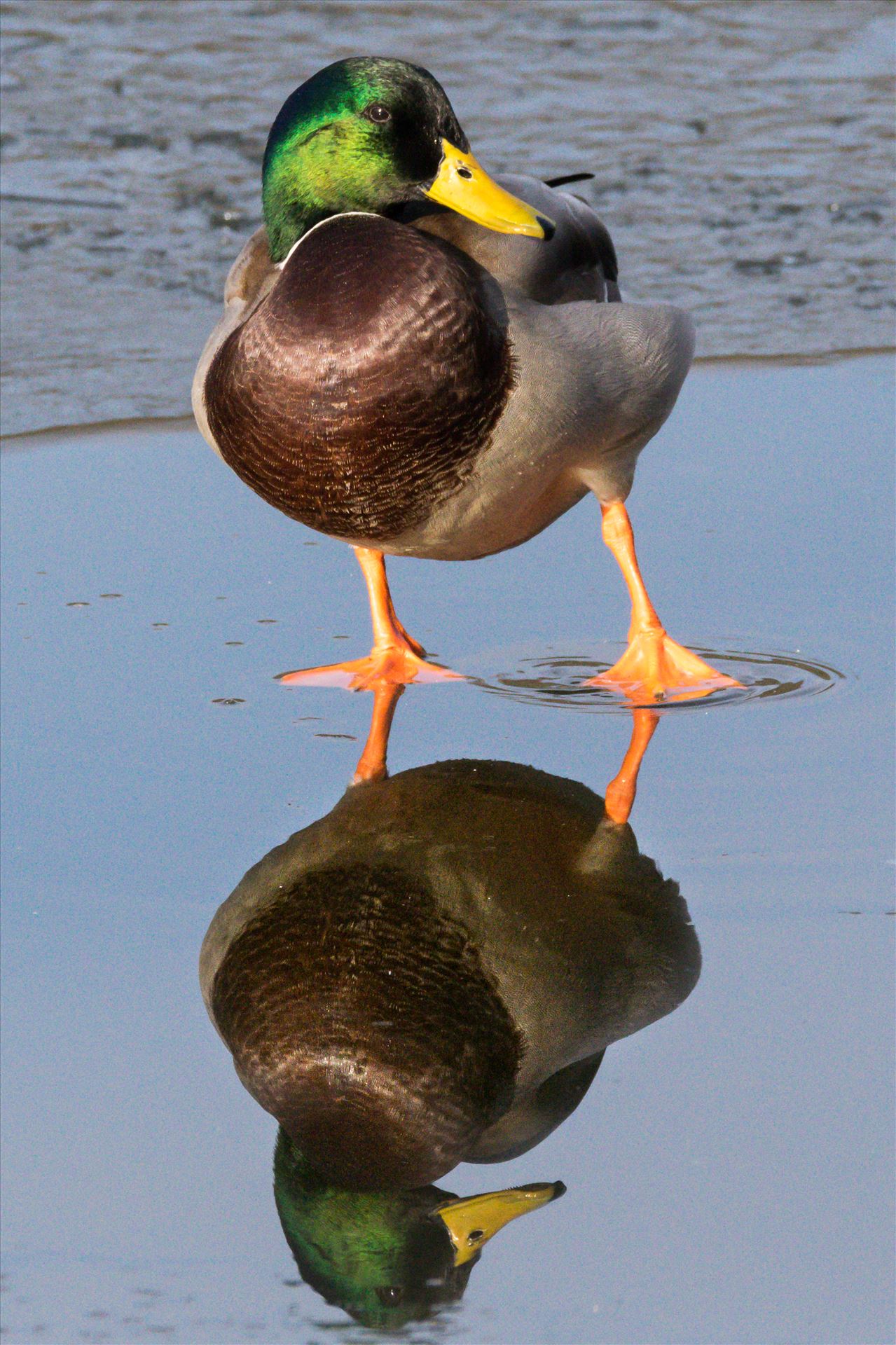 Mallard Duck Reflection RSPB Slatholme - A cold and frozen pond at RSPB Saltholme taken November 2017 by AJ Stoves Photography