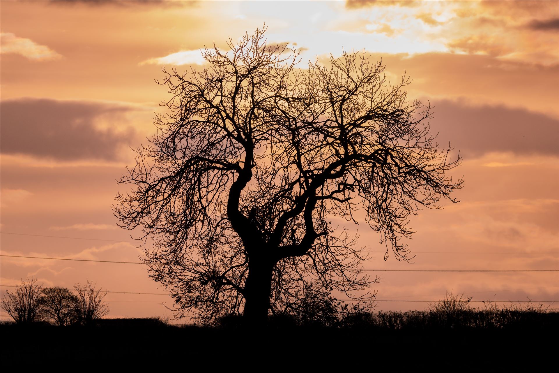 Single Tree Sunset - A single tree at sunset on the hills around Lake Windermere by AJ Stoves Photography