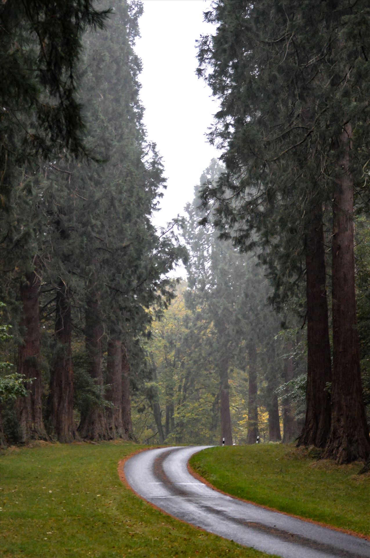 Redwood Tree\'s Minsteracres Retreat - This is the sight you see driving up to Minsteracres retreat centre by AJ Stoves Photography