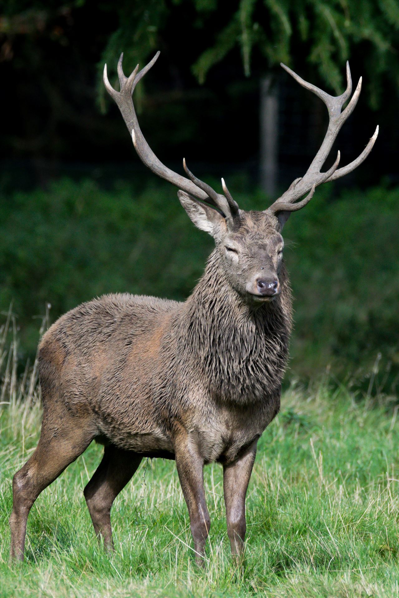 Stag Deer, taken just before the Rutt - Taken in September 2017 at Studley Royal Deer Park by AJ Stoves Photography