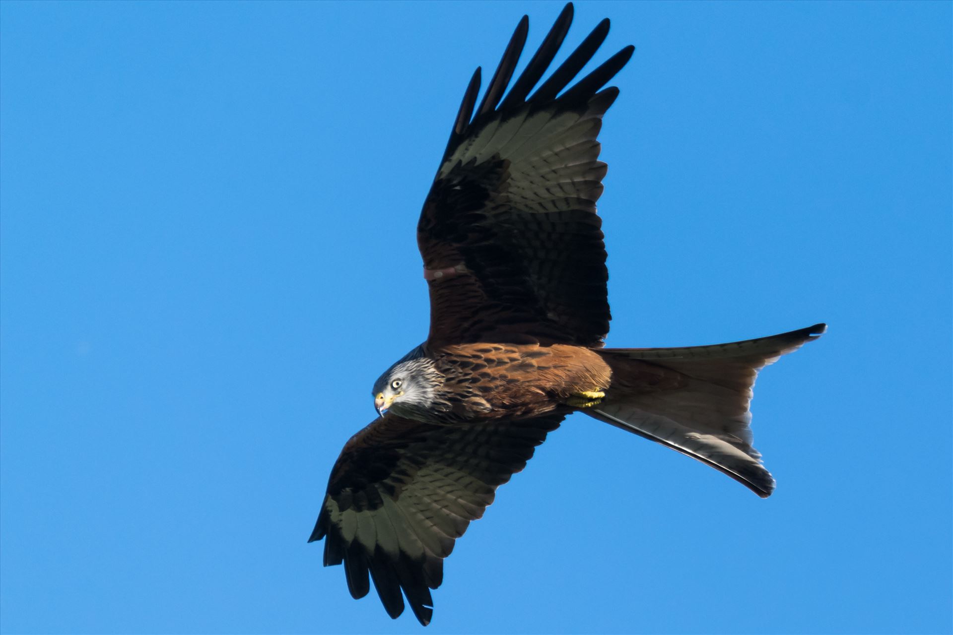 Red Kite Blue Sky\'s - A Red Kite taken last year 2017, at Far Pastures by AJ Stoves Photography