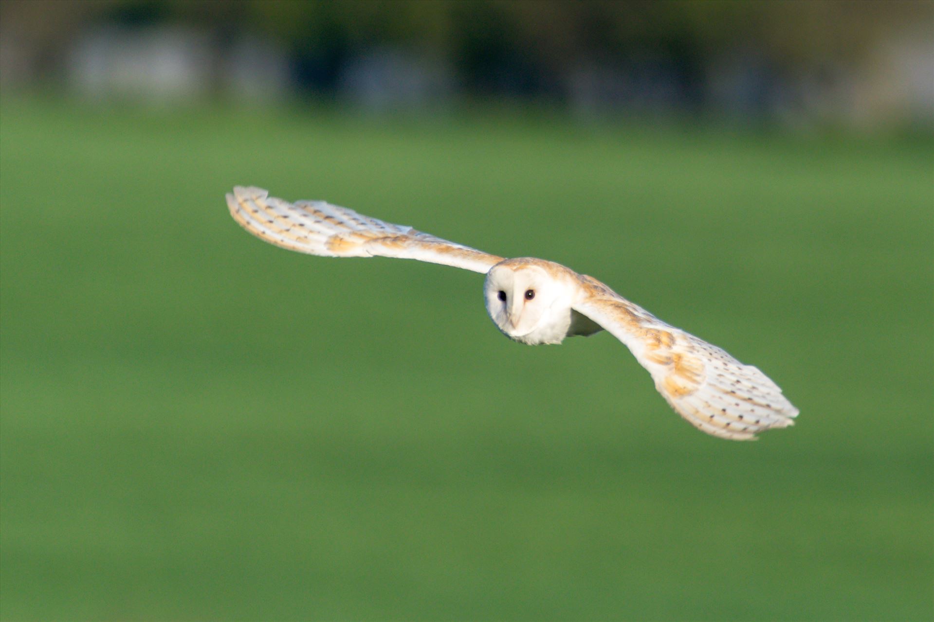 Barn Owl on the hunt 04 - A Barn Owl on the hunt for its breakfast by AJ Stoves Photography
