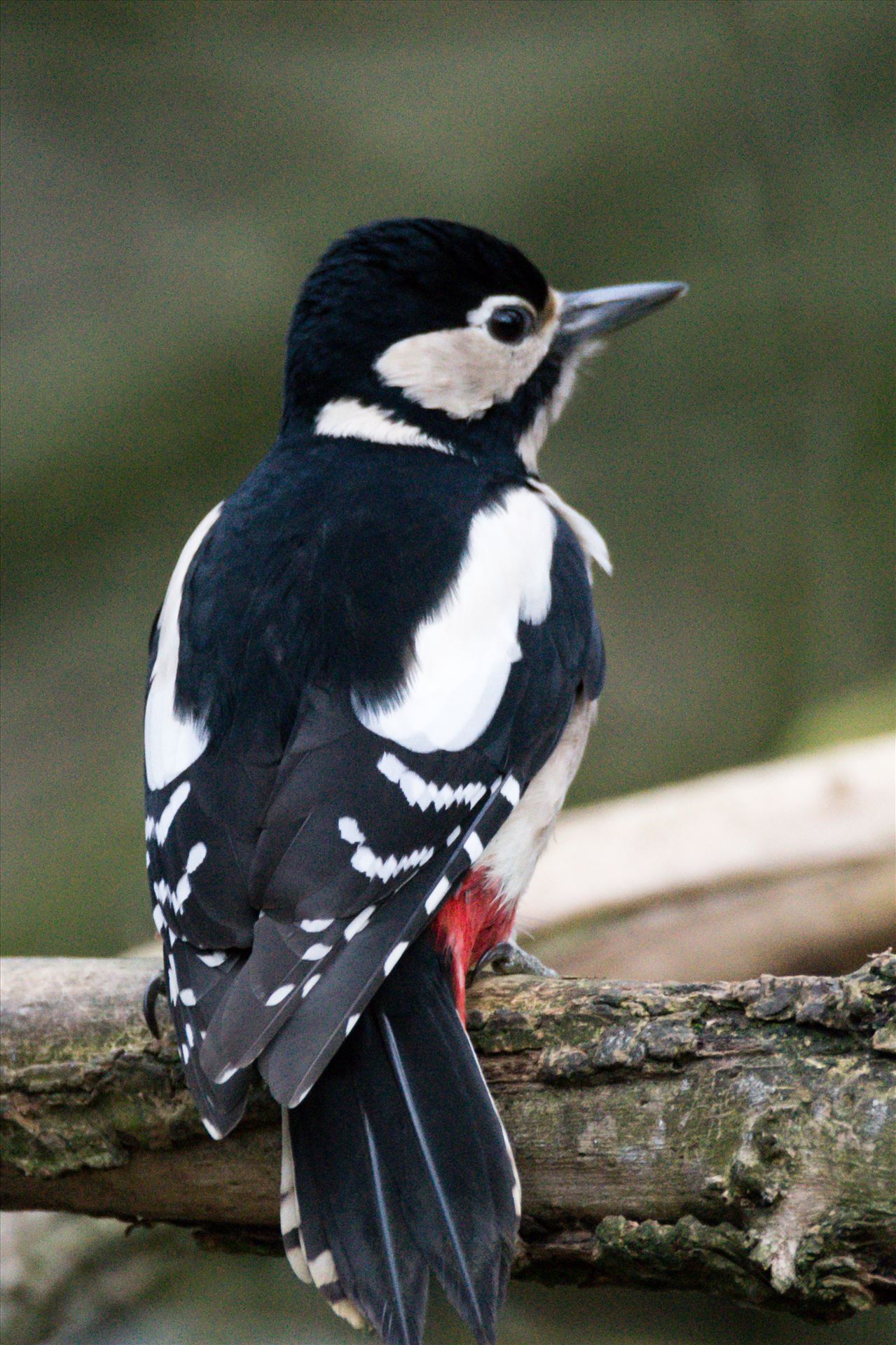 Great Spotted Woodpecker. taken at Hardwick Hall Country Park - Great Spotted Woodpecker. taken at Hardwick Hall Country Park by AJ Stoves Photography