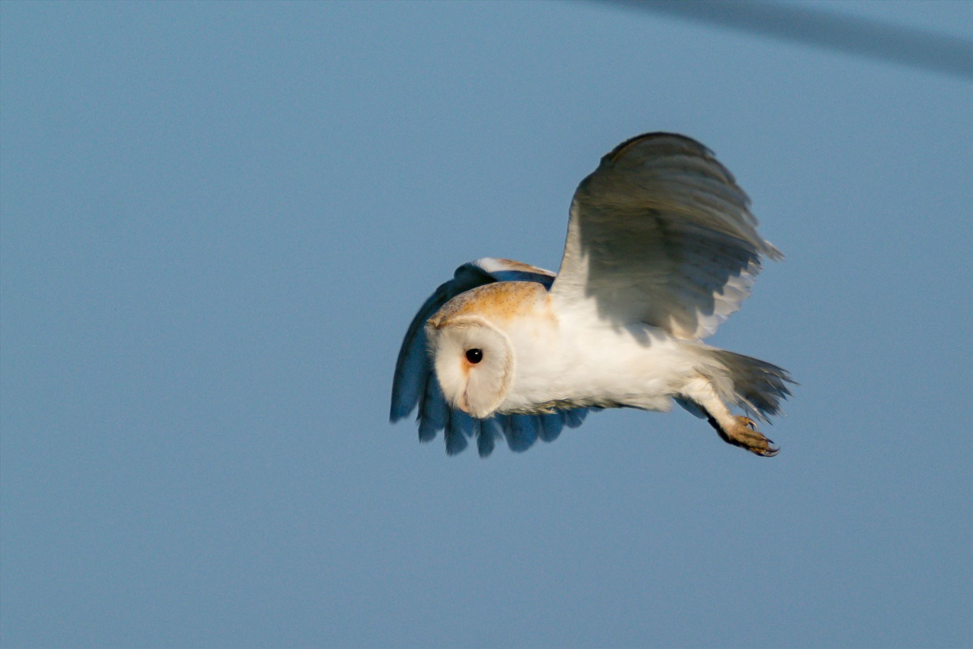 Barn Owl on the hunt 06 - A Barn Owl on the hunt for its breakfast by AJ Stoves Photography