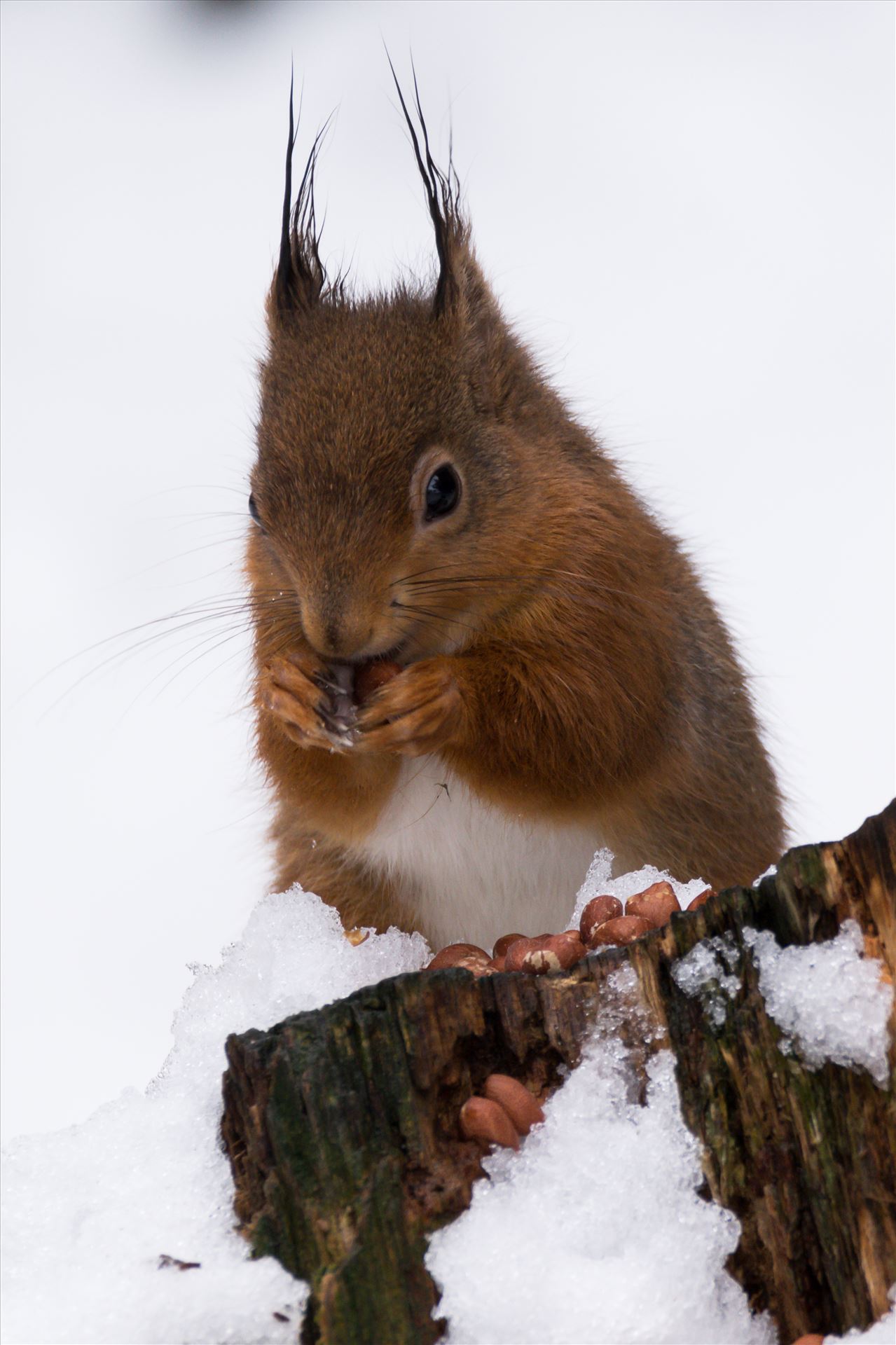 Red Squirrel in the Snow - Red Squirrel, taken at Pow Hill March 2018, after The Beast from the East hit by AJ Stoves Photography