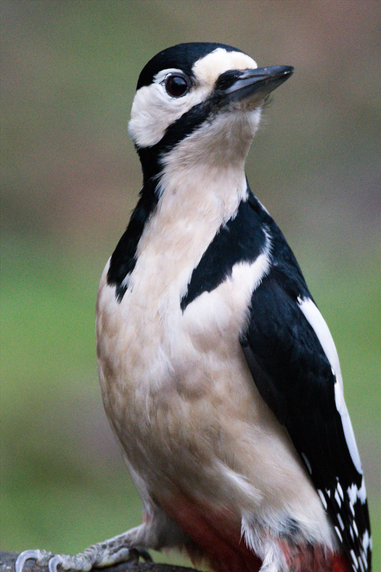 Great Spotted Woodpecker - Great Spotted Woodpecker. taken at Hardwick Hall Country Park by AJ Stoves Photography