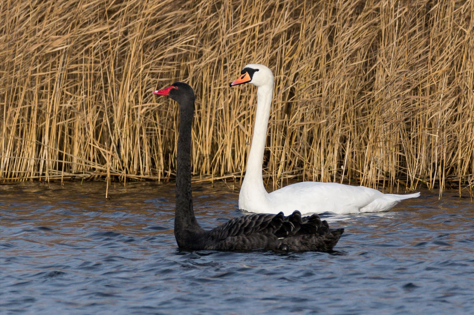 Black and White Swan RSPB Saltholme - Black and White Swans, hardly ever see them together, taken at RSPB Saltholme by AJ Stoves Photography
