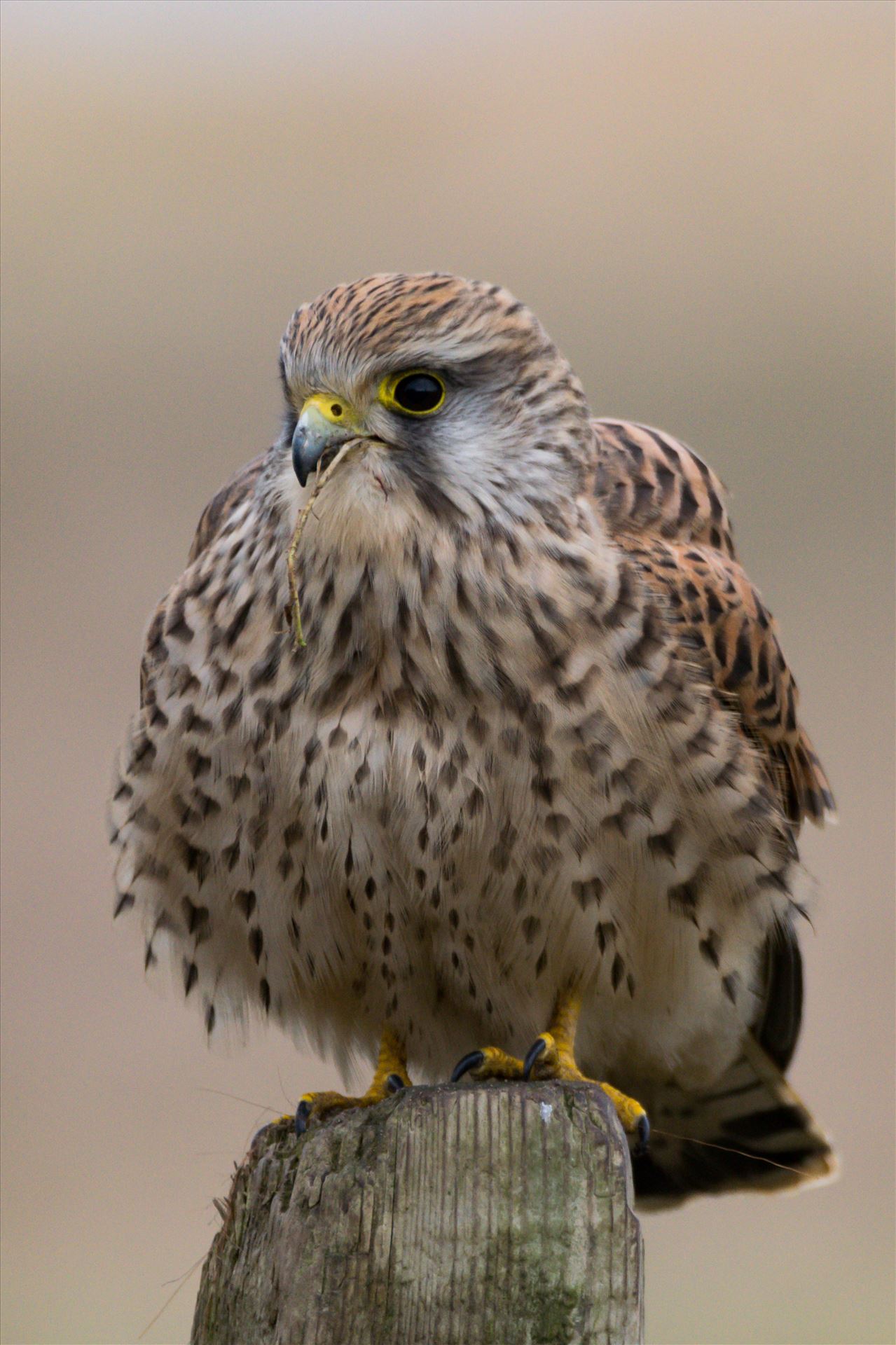 Female Kestrel - Female Kestrel taken down the Zink works road in Seaton by AJ Stoves Photography