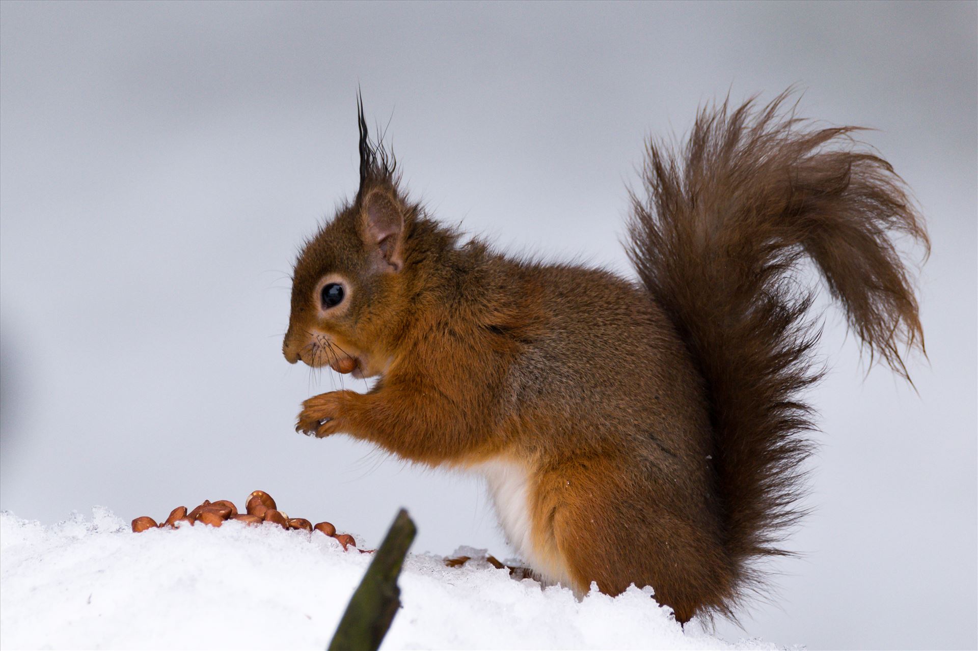 Red Squirrel and the Snow - Red Squirrel, taken at Pow Hill March 2018, after The Beast from the East hit by AJ Stoves Photography