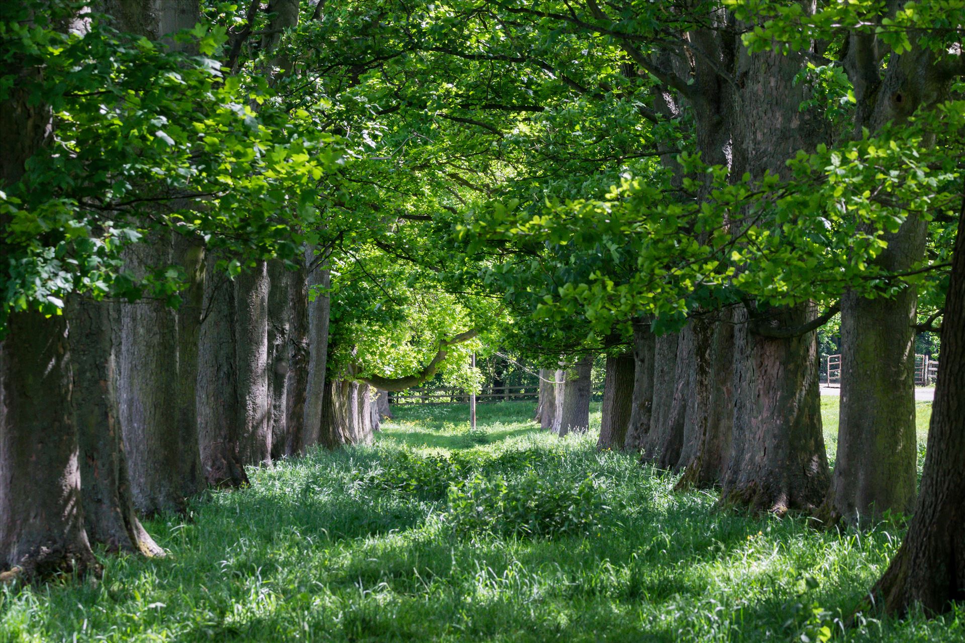 Summer Avenue of Tree\'s - An Avenue of tree's taken in the summer of 2017 by AJ Stoves Photography