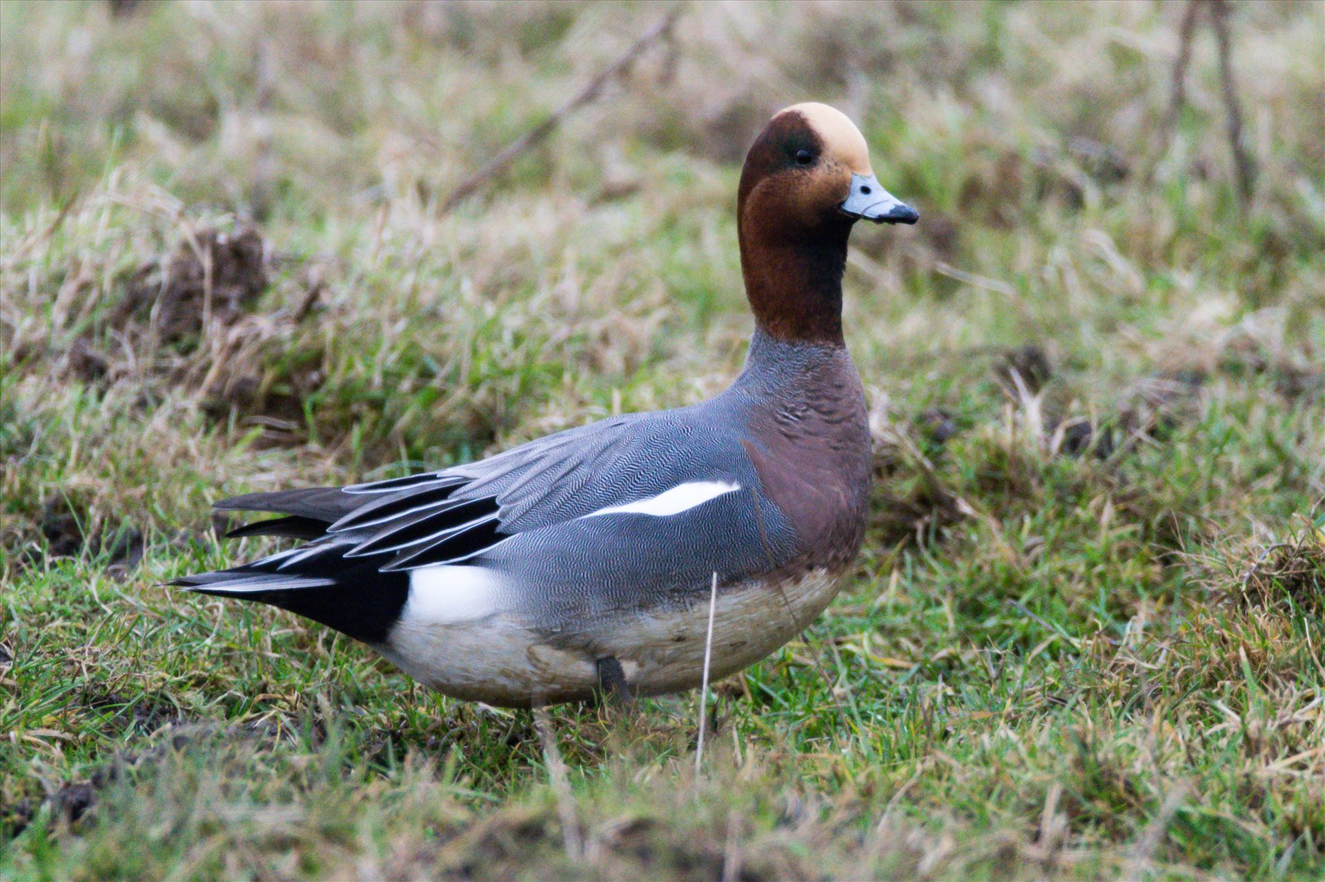 Wigeon, Taken at North Gare, Seaton - A Wigeon taken at North Gare, Seaton by AJ Stoves Photography