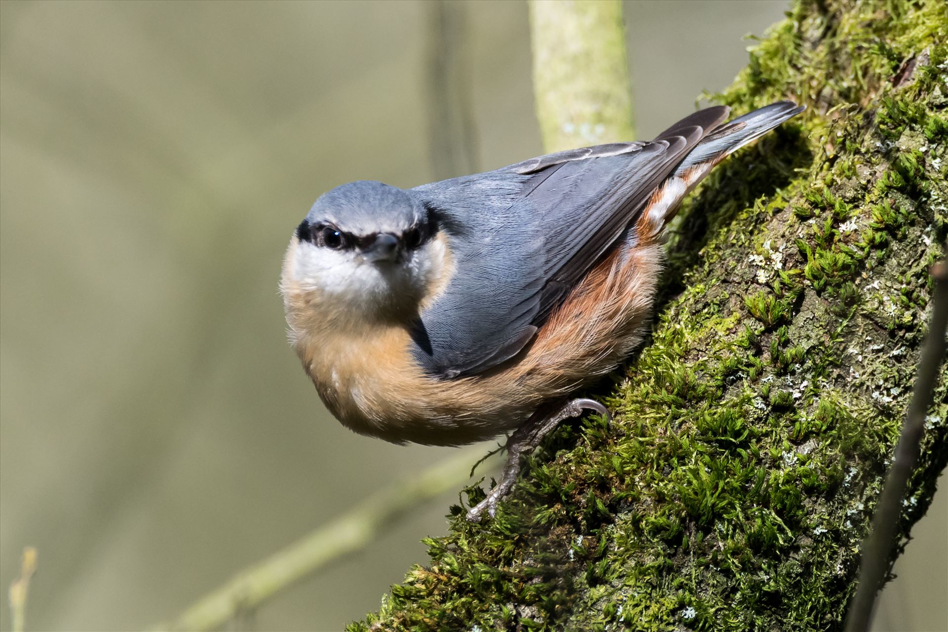 Nut Hatch - One of my favorite birds to photograph, thats if they stay still long enough by AJ Stoves Photography