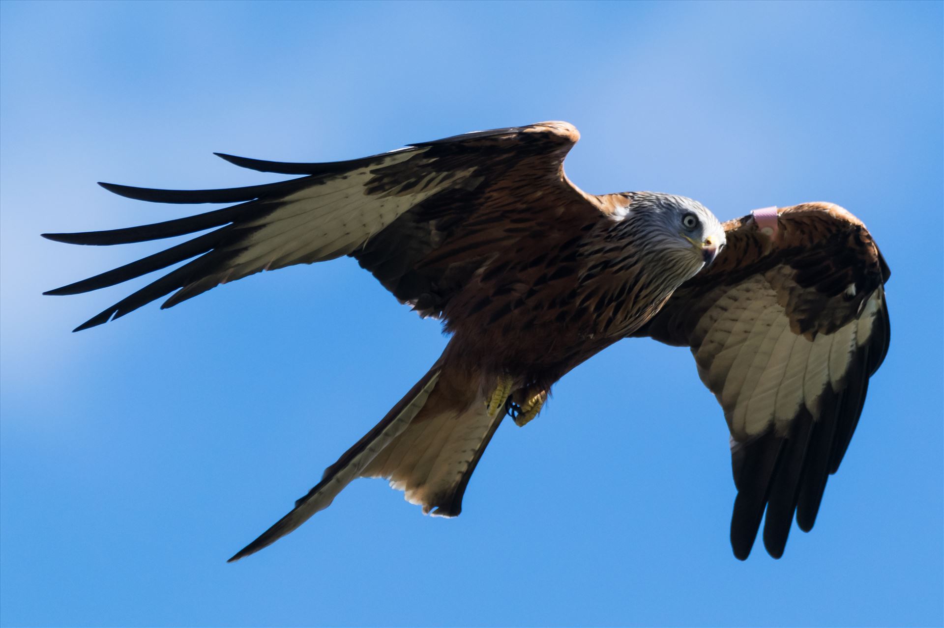 Red Kite on the Wind - A red Kite on the Wind, taken at Far Pastures in 2017 by AJ Stoves Photography