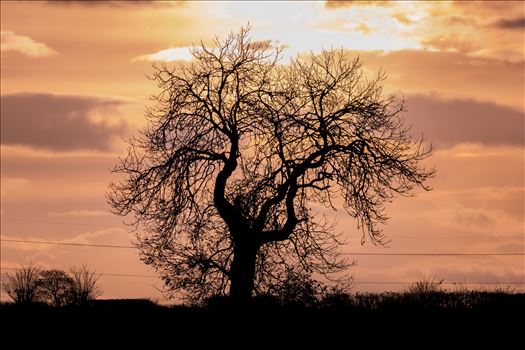 A single tree at sunset on the hills around Lake Windermere