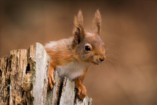 Red Squirrel, taken at Pow Hill in the Autumn of 2017