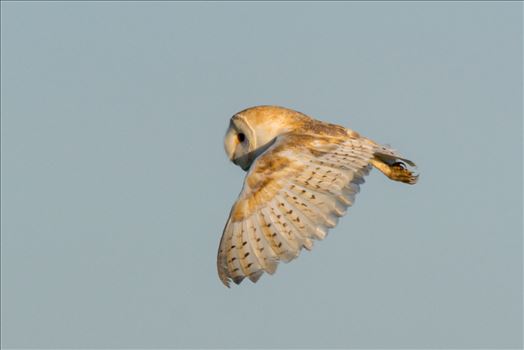 A Barn Owl on the hunt for its breakfast