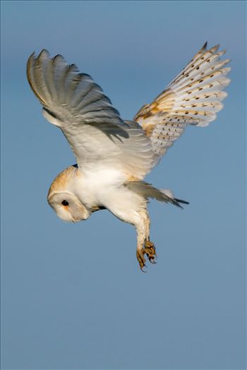 A Barn Owl on the hunt for its breakfast