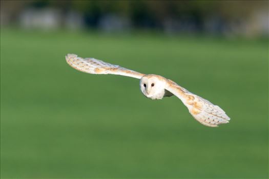A Barn Owl on the hunt for its breakfast