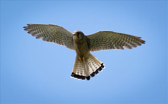 Came out of one of the hides at RSPB Salyholme and this beauty was hovering just above me.