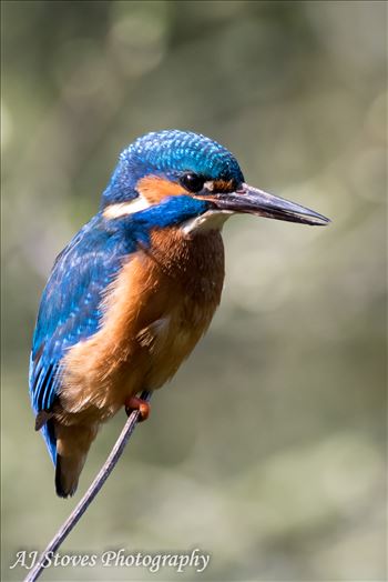 Kingfishers are just so lovely to photograph, but they are very hard to find and then get them to sit for a photograph