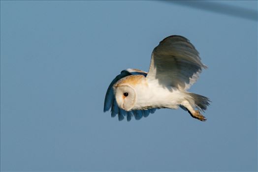 A Barn Owl on the hunt for its breakfast