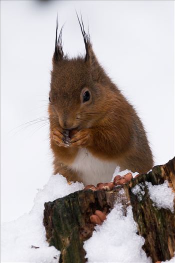 Red Squirrel, taken at Pow Hill March 2018, after The Beast from the East hit