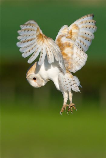 A Barn Owl on the hunt for its breakfast