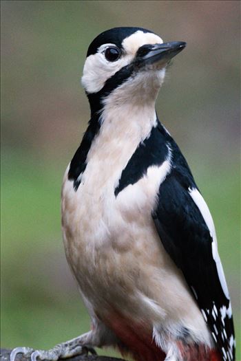 Great Spotted Woodpecker. taken at Hardwick Hall Country Park