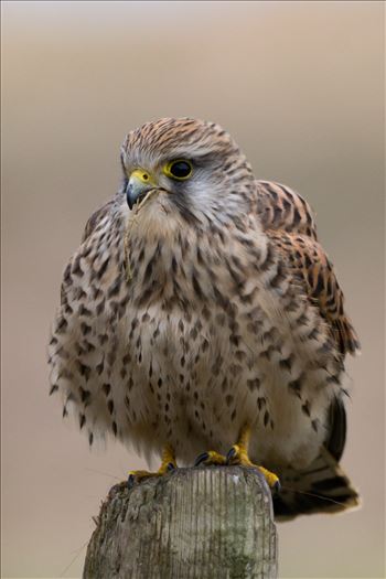 Female Kestrel taken down the Zink works road in Seaton