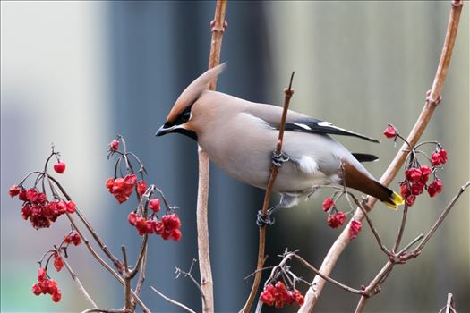 A winter visiter, Waxwing, taken in January 2017 at RSPB Saltholme