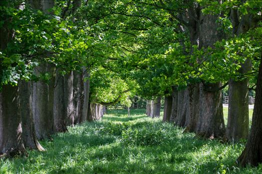 An Avenue of tree's taken in the summer of 2017