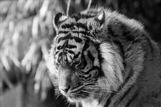 Taken at South Lakes Safari Zoo in 2016, have to say I do like a Tiger shot or two