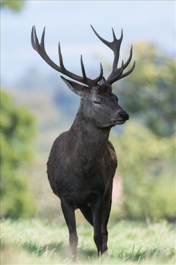 Taken in September 2017 at Studley Royal Park