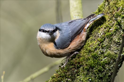 One of my favorite birds to photograph, thats if they stay still long enough